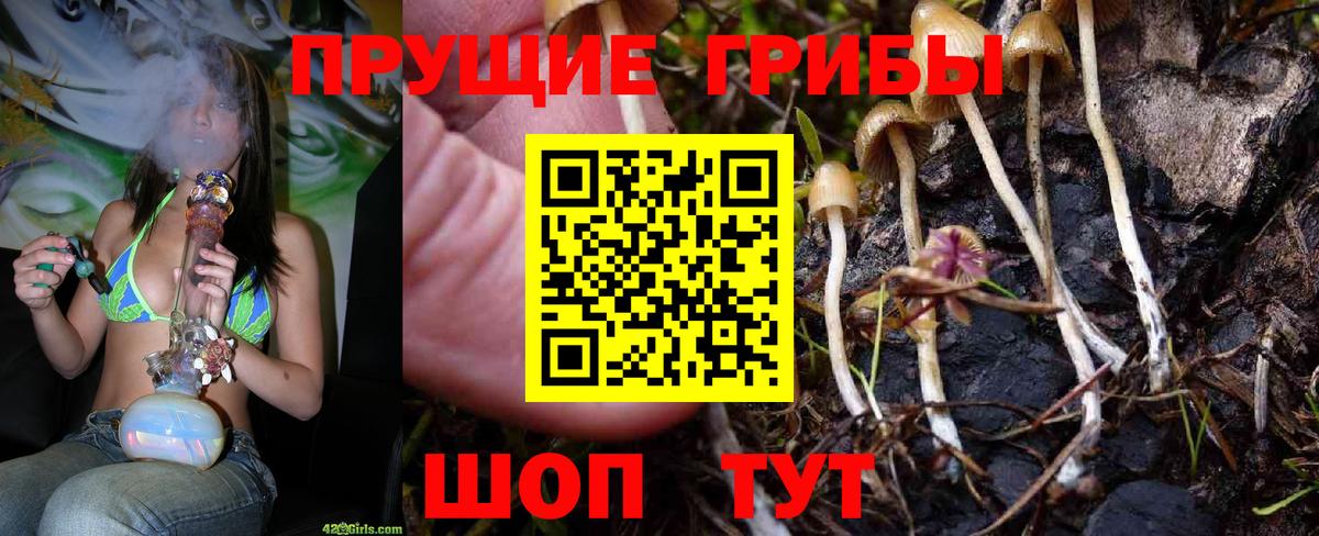 Псилоцибиновые грибы Psilocybe Калуга